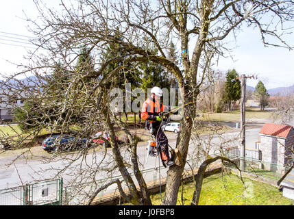 Holzfäller mit Säge und Kabelbaum für einen Baum beschneiden. Ein Baumpfleger, Baumpfleger einen Baum zu klettern, um zu verringern und seine Äste. Stockfoto