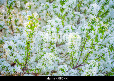 Schöne Sping blühen wilde Pflaume Blumen Stockfoto