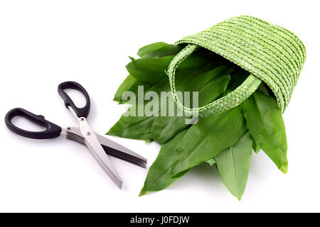 Kräuter- und Schere mit frischem Bärlauch Blätter im Korb auf isolierte Hintergrund. Schneiden von frischem Gemüse. Stockfoto