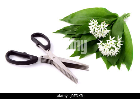 Kräuter- und Schere mit frischem Bärlauch Blätter auf isolierte Hintergrund. Schneiden von frischem Gemüse. Stockfoto