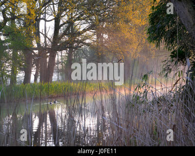 Sonnenaufgang Flussnebel Frühling Morgen Enten & Reflexionen frühe Morgendämmerung River Wey Surrey UK Blick durch Winter getrocknete Schilf Flussufer Gartenbank Stockfoto