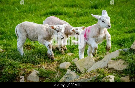 Junge Lämmer spielen in der Frühlingssonne auf einer Farm in den Scottish borders Stockfoto