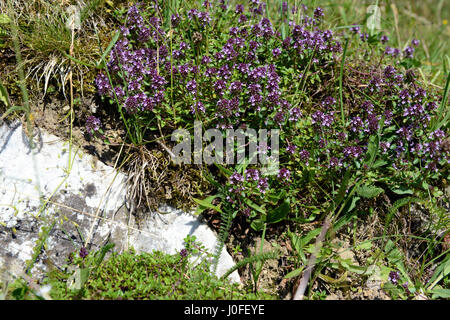 wilder Thymian, wächst auf Felsen in Österreich Stockfoto