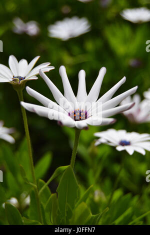 Gänseblümchen oder Afrikanische Gänseblümchen Stockfoto