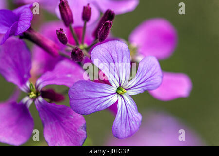 Lunaria annua Lunaria Honesty Flowering Closeup Flower Porträt, Purple Close Up Flower Lunaria Honesty Plant Honesty Mondkraut, blühende Jahresblume Stockfoto