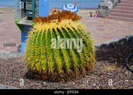 Echinocactus Grusonii auch bekannt als The Golden Barrel Cactus auf den Straßen, Teneriffa, Kanarische Inseln Stockfoto