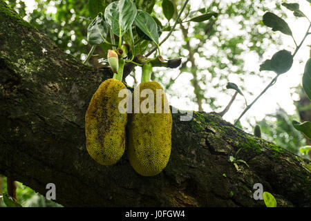 zwei Streifenhyänen mit Blatt hängt noch auf dem Baum Foto in Jakarta Indonesien Stockfoto