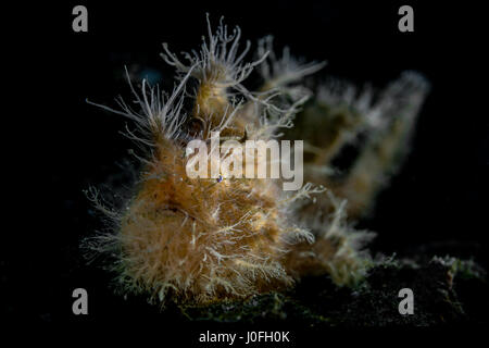 Haarigen Anglerfisch (Antennarius Striatus) in Lembeh / Indonesien Stockfoto