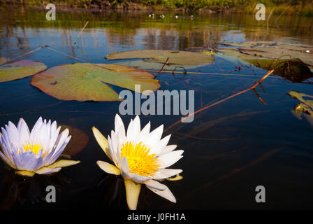 Wildwasser-Lilie Blume in einer Wasserstraße über das Okavango Delta, Botswana Stockfoto