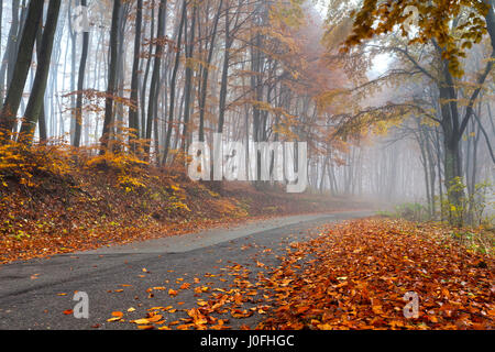 Laub auf der Straße in den nebligen Wald Stockfoto