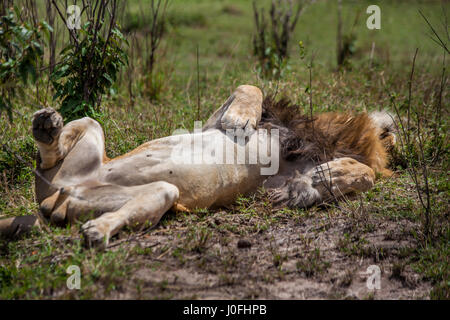 Wilden Löwen ruht in Masai Mara Nationalpark Kenia Stockfoto