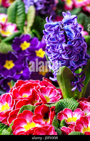 Bunte Primeln und Blaue Hyazinthen im zeitigen Frühjahr Stockfoto