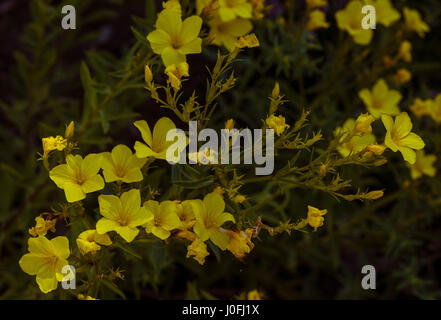 Goldenen Flachs (Linum Flavum)  Botanical Garten KIT Karlsruhe, Baden-Württemberg, Deutschland Stockfoto