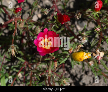 Moos-Portulak (Portulaca Grandiflora)  Botanical Rosengarten KIT Karlsruhe, Baden-Württemberg, Deutschland Stockfoto