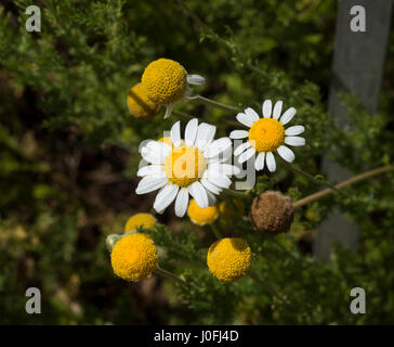 Nahaufnahme der echten Kamille Blume Heads Botanical Garten KIT Karlsruhe, Baden-Württemberg, Deutschland Stockfoto