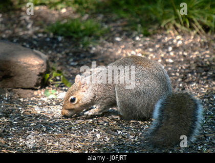 Graue Squrrel auf Boden Stockfoto