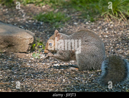 Graue Squrrel auf Boden Stockfoto