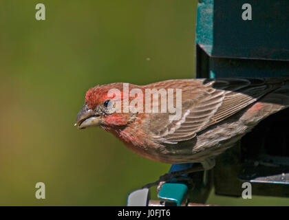 Graue Squrrel auf Boden Stockfoto