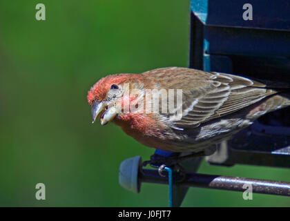 Graue Squrrel auf Boden Stockfoto