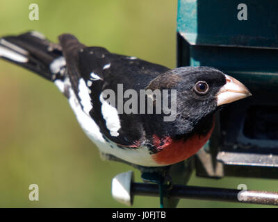 Graue Squrrel auf Boden Stockfoto