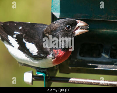 Graue Squrrel auf Boden Stockfoto