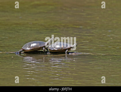 Graue Squrrel auf Boden Stockfoto