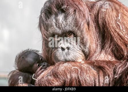 Der Orang-Utan und neu geboren in Twycross Zoo, Leicestershire. Stockfoto