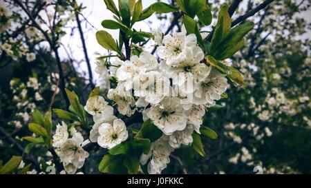 Blühender Apfelbaum nach Regen. Frühling. Stockfoto