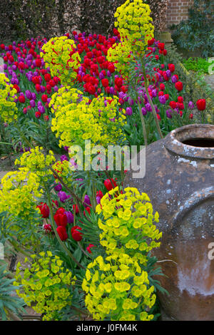 Euphorbia characmias subsp. Wulfenii Spurge im Garten mit Topf und Tulpen Stockfoto