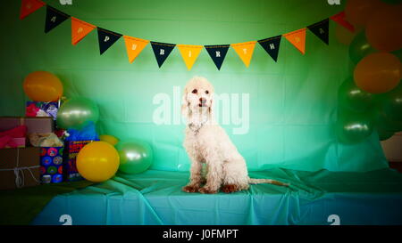 Hund-Geburtstags-Party-Feier Stockfoto
