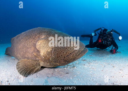 Goliath grouper Stockfoto