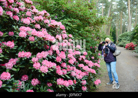 Rosa Rhododendron-Blüte im Frühling in einem Park. Frau unter Bild. Stockfoto