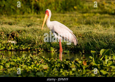 Yellow Billed Storch Stockfoto