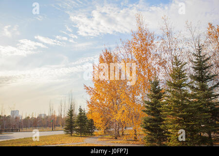 Herbst in Astana. Orange, gelbe und grüne Blätter an Bäumen und Rasen sind übersät mit Laub Stockfoto