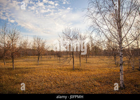 Herbst in Astana. Orange, gelbe und grüne Blätter an Bäumen und Rasen sind übersät mit Laub Stockfoto