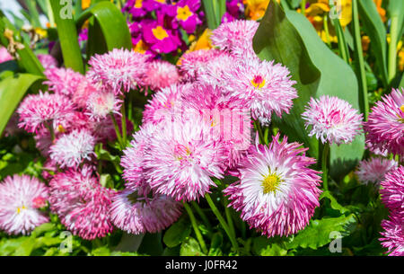 Frühling Blumen. Bellis perennis Pomponette Pflanzen, AKA Gänseblümchen, Bellis in einem Blumenbeet im Frühjahr in West Sussex, England, UK. Stockfoto