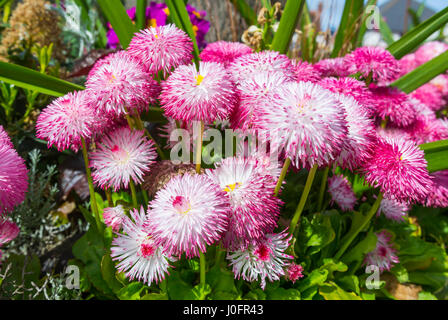 Frühling Blumen. Bellis perennis Pomponette Pflanzen, AKA Gänseblümchen, Bellis in einem Blumenbeet im Frühjahr in West Sussex, England, UK. Stockfoto