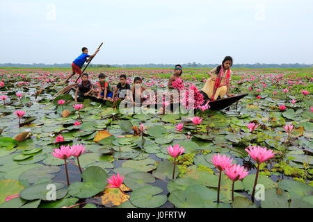 Kinder sammeln Seerosen aus Shatla Beel am Ujirpur in Barisal. Bangladesch Stockfoto