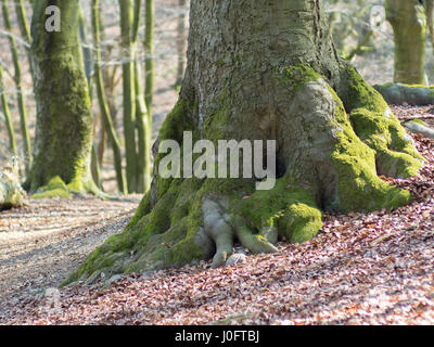 sehr große Baumwurzel auf einen sonnigen Herbsttag und alte Blätter auf dem Boden liegend Stockfoto