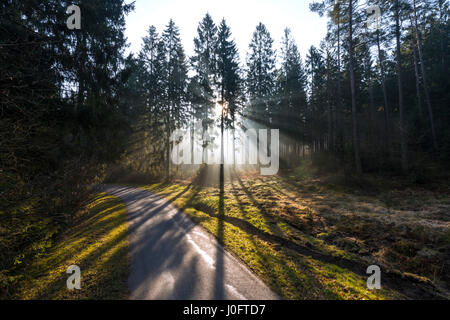 Wunderschönen Sonnenaufgang an einem Frühlingsmorgen in einem belgischen Kiefernwald Stockfoto
