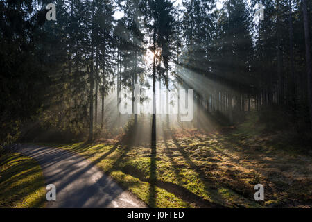 Wunderschönen Sonnenaufgang an einem Frühlingsmorgen in einem belgischen Kiefernwald Stockfoto