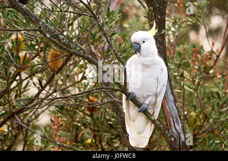 Schwefel-crested Cockatoo sitzt in einem Baum. Stockfoto