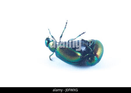 Mint Blattkäfer, Weiblich, kopfüber, grün metallic-Farbe (Chrysolina Herbacea) in der Familie der Crysomelidae - in weißen Hintergrund isoliert Stockfoto