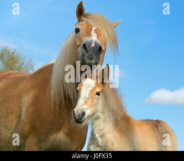 Haflinger Stute und Fohlen laufen auf Wiese Stockfoto