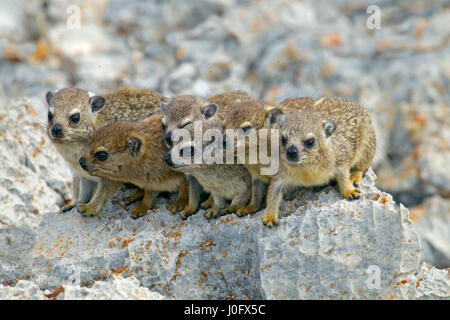 Eine Gruppe von jungen Rock Schliefer Procavia Capensis Namibia März Stockfoto