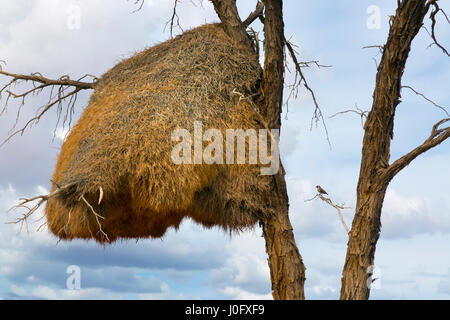 gesellig Weber (Philetairus Socius), auch bekannt als der gemeinsamen sozialen Weber, gemeinsame soziale-Weaver und sozialen Weaver Namibia März Stockfoto