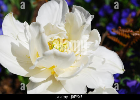 Eine weiße doppelte blühende Tulpe Stockfoto