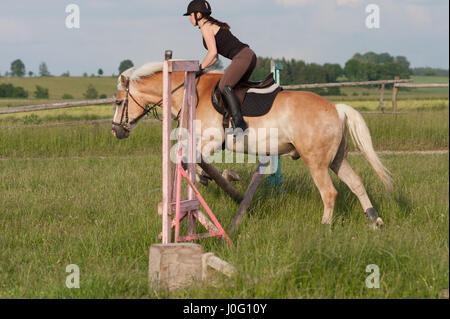 Eine junge Frau auf einem Pferd, Pferderasse Haflinger über Hürde springen. Stockfoto