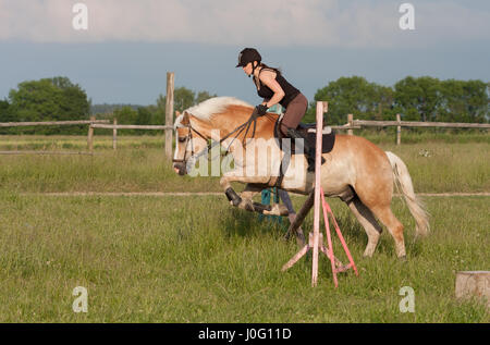 Eine junge Frau auf einem Pferd, Pferderasse Haflinger über Hürde springen. Stockfoto