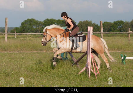 Eine junge Frau auf einem Pferd, Pferderasse Haflinger über Hürde springen. Stockfoto